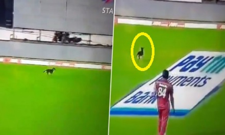 VIDEO लाइव मैच में मैदान के अंदर पहुंचा कुत्ता, दबंगई अंदाज में किया पूरे मैदान का भ्रमण Images