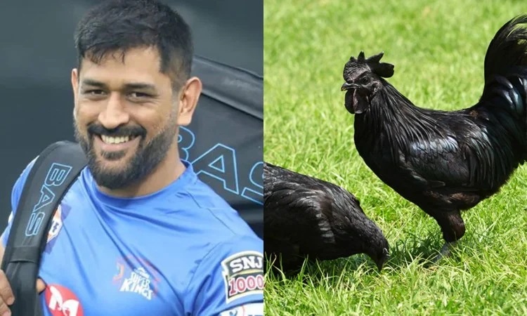 dhoni to farm 2,000 black 'kadaknath' chicks 