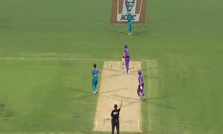 bbl 10 brisbane heat vs hobart hurricanes match umpire gives out on free hit video