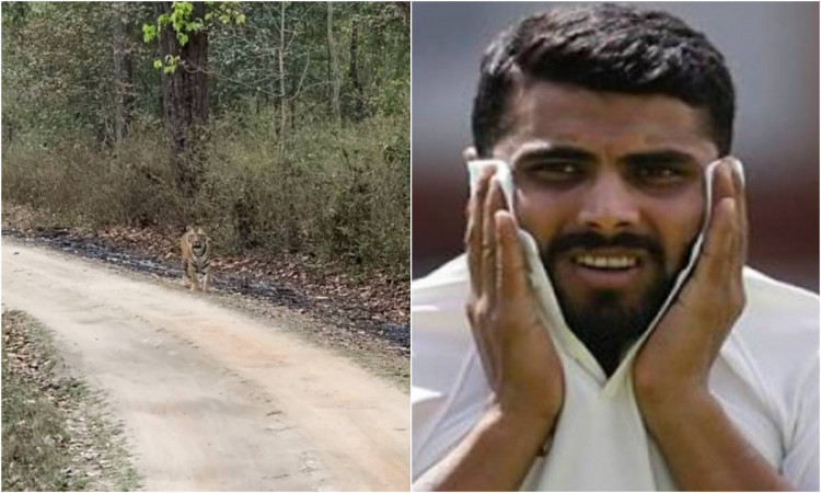 Cricket Image for VIDEO : जंगल में घूमते हुए रविंद्र जडेजा के रास्ते में आया शेर, वायरल वीडियो देखकर