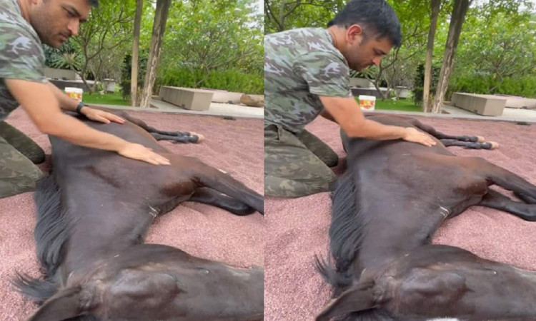 Watch: MS Dhoni Pampers His Horse, Wife Sakshi Singh Shares Video