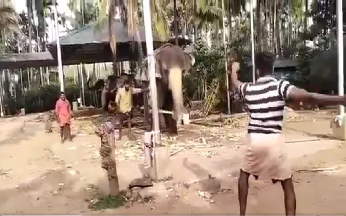 माइकल वॉन ने पूछा, 'क्या भारतीय हाथी के पास इंग्लिश पासपोर्ट है', खिलाड़ी ने जानवर की बल्लेबाजी पर लिए मजे Michael Vaughan enjoyed the Indian Elephant's batting by sharing video on twitter