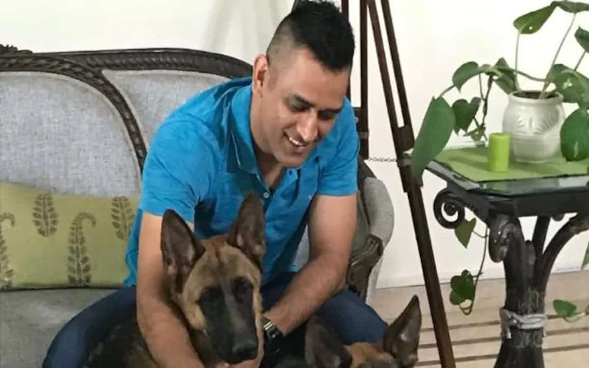 डॉग लवर धोनी के घर आया चेतक नाम का नया मेहमान, पत्नी साक्षी ने प्यार भरे मैसेज के साथ शेयर की वीडियो A new guest named Chetak came to Dog Lover Dhoni's house, wife Sakshi wrote a welcome message