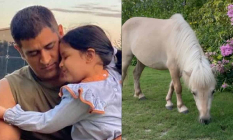 Cricket Image for Ms Dhoni Brought Shetland Pony Breed Horse For His Daughter Ziva