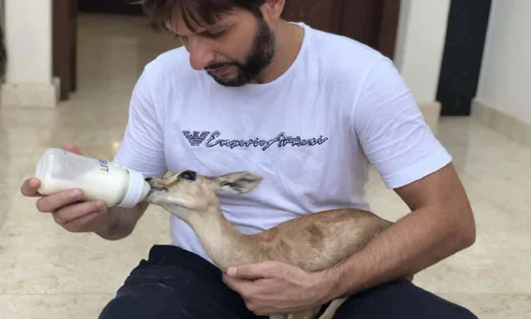 Deer, Other Animals Removed From Shahid Afridi's Karachi House After Neighbours Complain