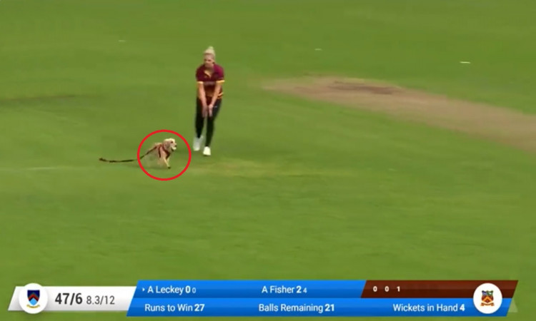 Cricket Image for During An Irish Domestic Women Cricket Match Halted As Dog Steals Ball Watch Video