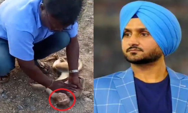 Harbhajan Singh reacts after taxi driver save monkey with CPR