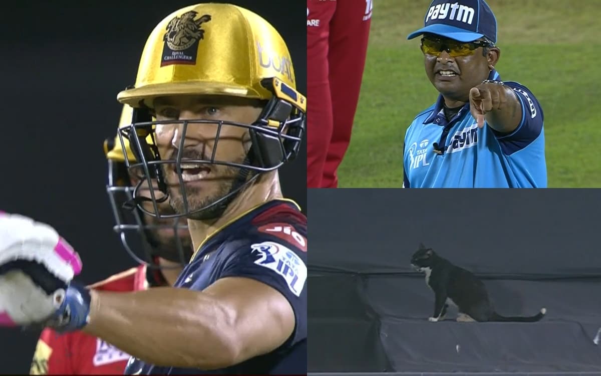Cricket Image for काली बिल्ली ने रोका मैच, Live टीवी पर दिखा गज़ब का ड्रामा; देखें VIDEO