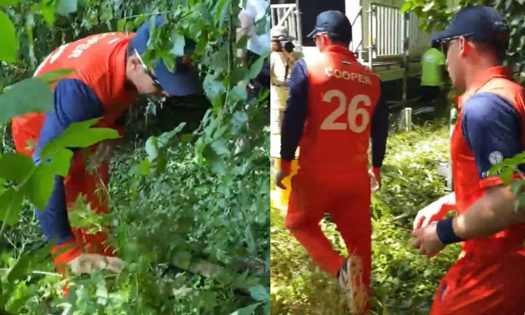 Cricket Image for WATCH: Netherlands Fielders Search For Ball In Trees 