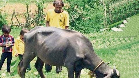 Cricket Image for Blind Cricketer Bhalaji Damor Faces Financial Crunch