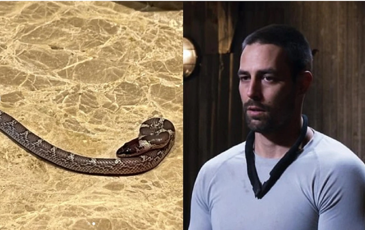 Former Cricketer Mitchell Johnson Finds Snake In His Hotel Room In Lucknow