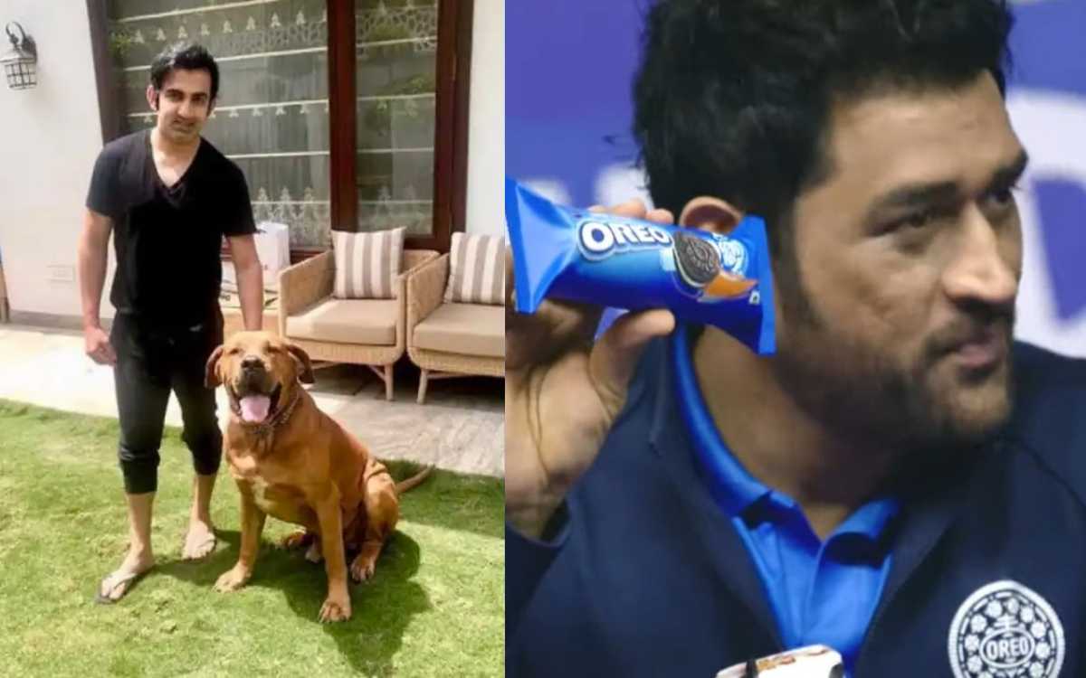 Cricket Image for VIDEO : धोनी की प्रेस कॉन्फ्रेंस के बाद गंभीर ने शेयर किया कुत्ते के साथ वीडियो