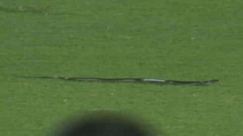 Snake was enjoying match, wanted to have closer look: ACA Secretary Saikia