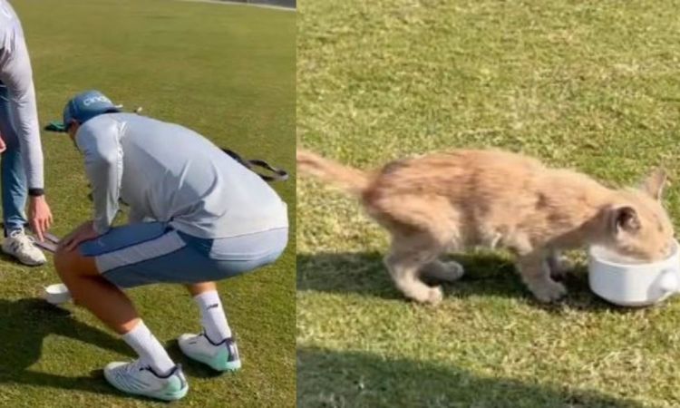 Cricket Image for VIDEO : जो रूट ने दिखाई दरियादिली, बिल्ली के बच्चे को पिलाया दूध