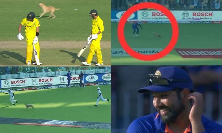 VIDEO- लाइव मैच में मैदान में घुसे कुत्ते को पकड़ने दौड़े रविंद्र जडेजा,रोहित शर्मा का आया ऐसा रिएक्
