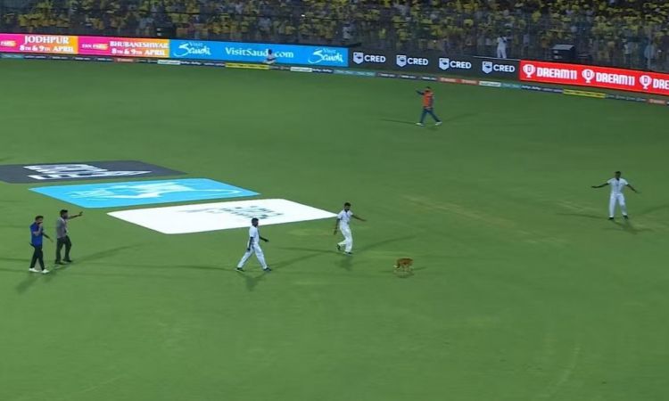 CSK v LSG match gets slightly delayed due to stray dog on the field!