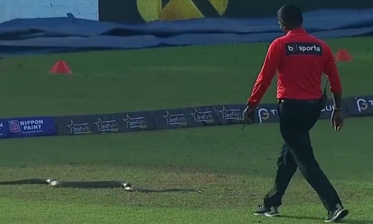 सांप को देख थर-थर कांपे खिलाड़ी, बहादुर अंपायर ने बिना डरे भगाया; देखें VIDEO 