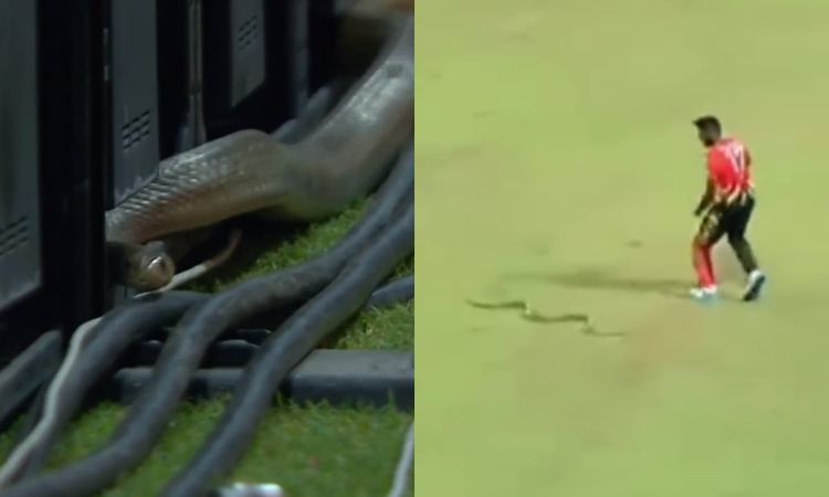 LPL मैच के दौरान मैदान में घुसा सांप, थर-थर कांपा श्रीलंकाई खिलाड़ी; देखें VIDEO