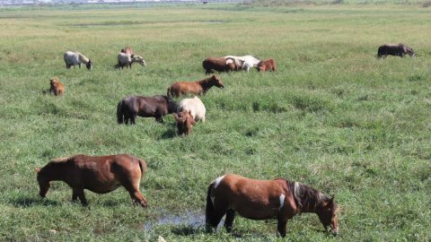 Endangered legacy: Manipur’s original polo ponies race against uncertain future