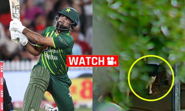 Fakhar Zaman का मॉन्स्टर छक्का देखा क्या? स्टेडियम के बाहर से बॉल लेकर भाग गया फैन; देखें VIDEO