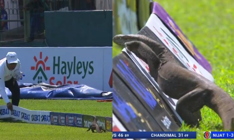 WATCH: ग्राउंड में दिखी दुनिया की सबसे बड़ी छिपकली, अंपायर्स को रोकना पड़ा मैच