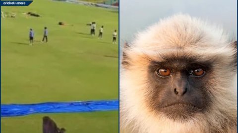 Langurs hired to ward off monkey menace at Green Park Stadium