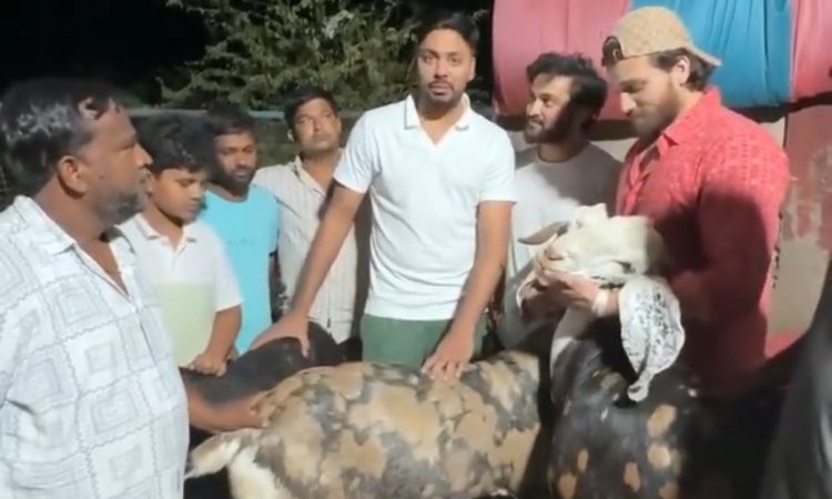 VIDEO: 'बकरे साफ और खूबसूरत हैं', बकरीद पर आवेश खान ने खरीदे 3 बकरे तो भड़के फैंस VIDEO: 'बकरे साफ और खूबसूरत हैं', बकरीद पर आवेश खान ने खरीदे 3 बकरे तो भड़के फैंस