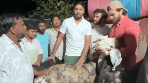 VIDEO: 'बकरे साफ और खूबसूरत हैं', बकरीद पर आवेश खान ने खरीदे 3 बकरे तो भड़के फैंस VIDEO: 'बकरे साफ और खूबसूरत हैं', बकरीद पर आवेश खान ने खरीदे 3 बकरे तो भड़के फैंस
