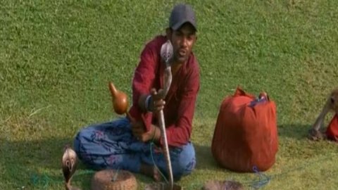 Fan with cobras and monkey in attendance takes ‘Naagin Derby’ to an extreme level on the fifth and f