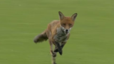 VIDEO: The Hundred के पहले ही मैच में हो गया गज़ब, लोमड़ी की वजह से रोकना पड़ गया मैच