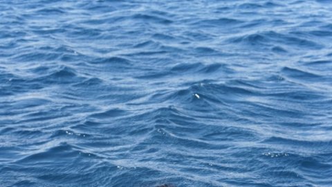 Archana Sankara Narayanan makes history with 11 national freediving records