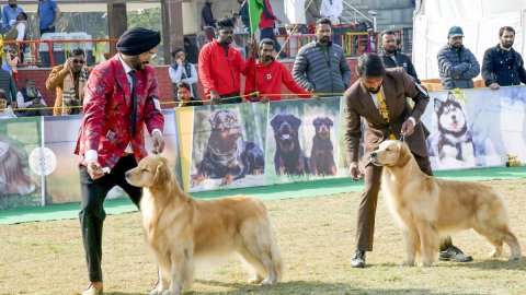 Dogs Shine at Dehradun Dog Show